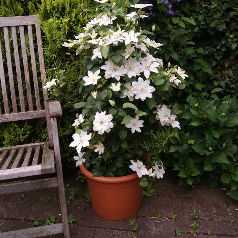 Clématite - Clematis Baby Star (Plant habit)