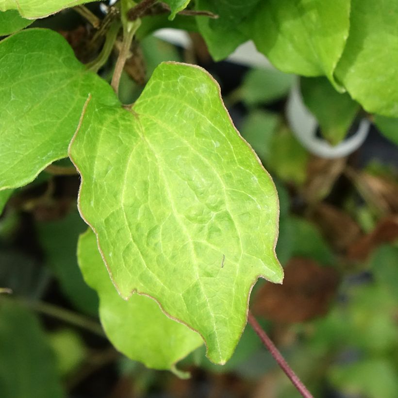 Clématite Bee's Jubilée (Foliage)