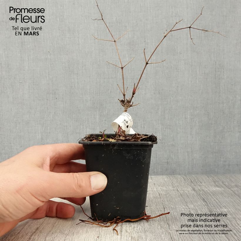 Example of Clématite Blekitny Aniol (Blue Angel) Godet de 8/9 cm as you get in printemps