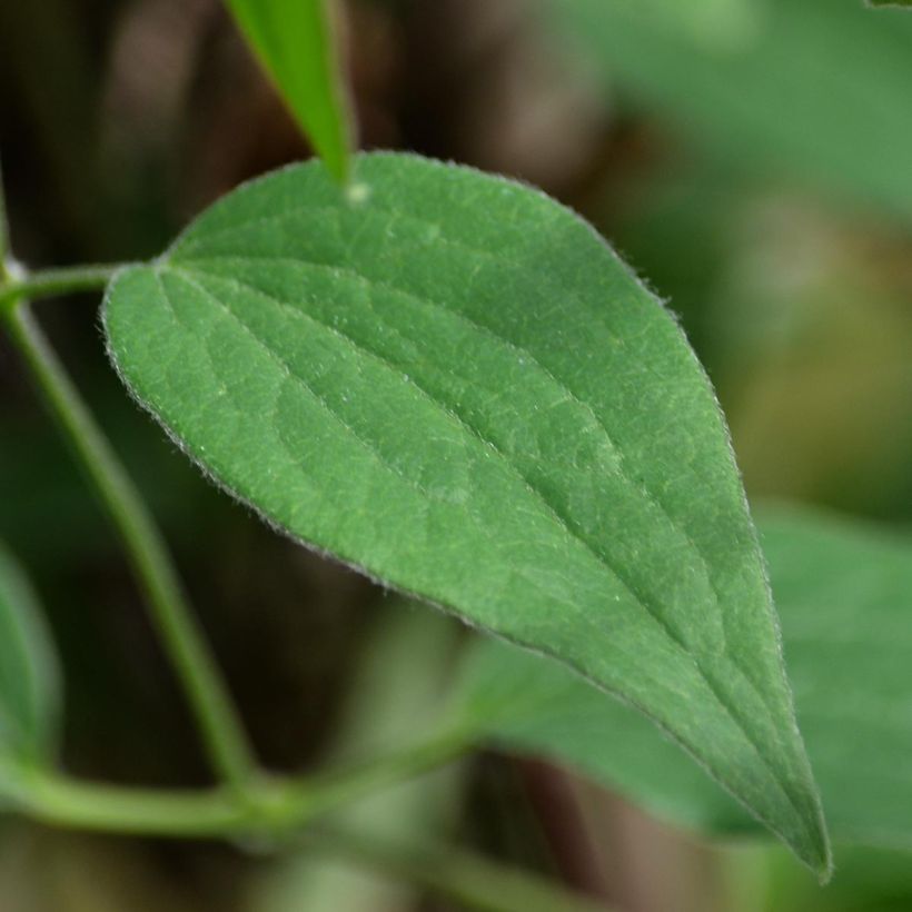 Clématite - Clematis Blue pirouette (Foliage)