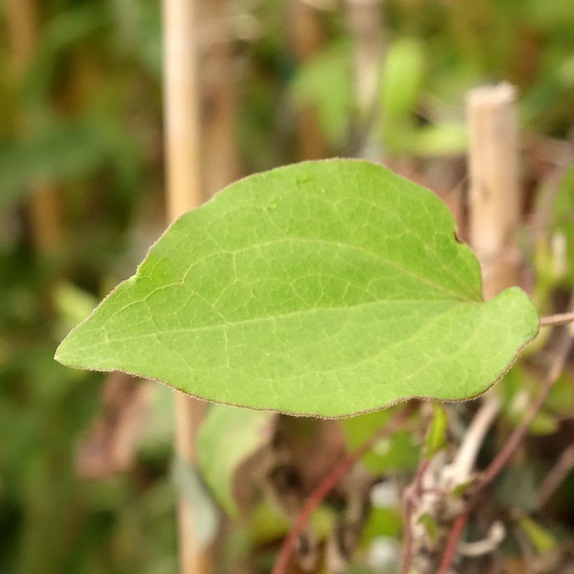 Clématite - Clematis Alice Fisk (Foliage)