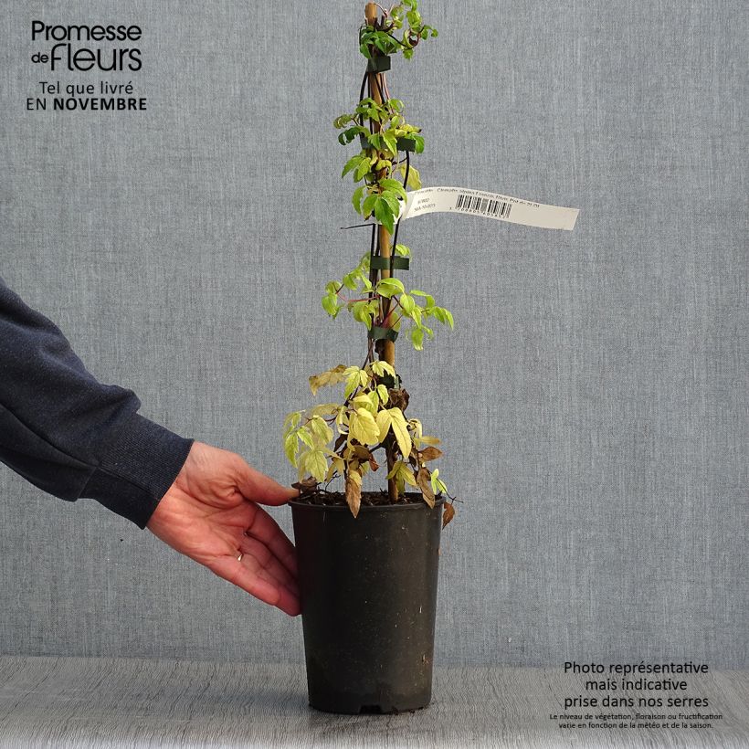 Spécimen de Clématite - Clematis alpina Francis Rivis Pot de 2L/3L tel que livré en automne