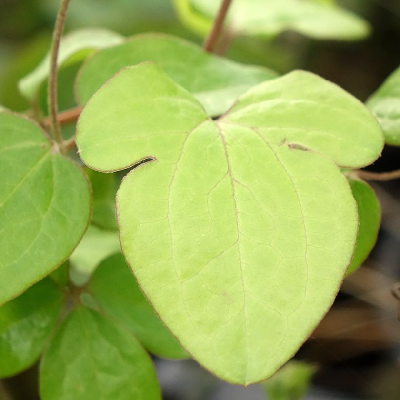 Clématite - Clematis Andromeda (Foliage)