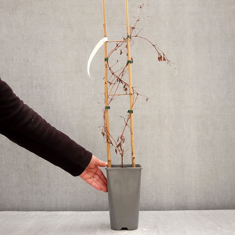 Spécimen de Clématite - Clematis Anna Louise Pot de 3L/4L tel que livré en hiver