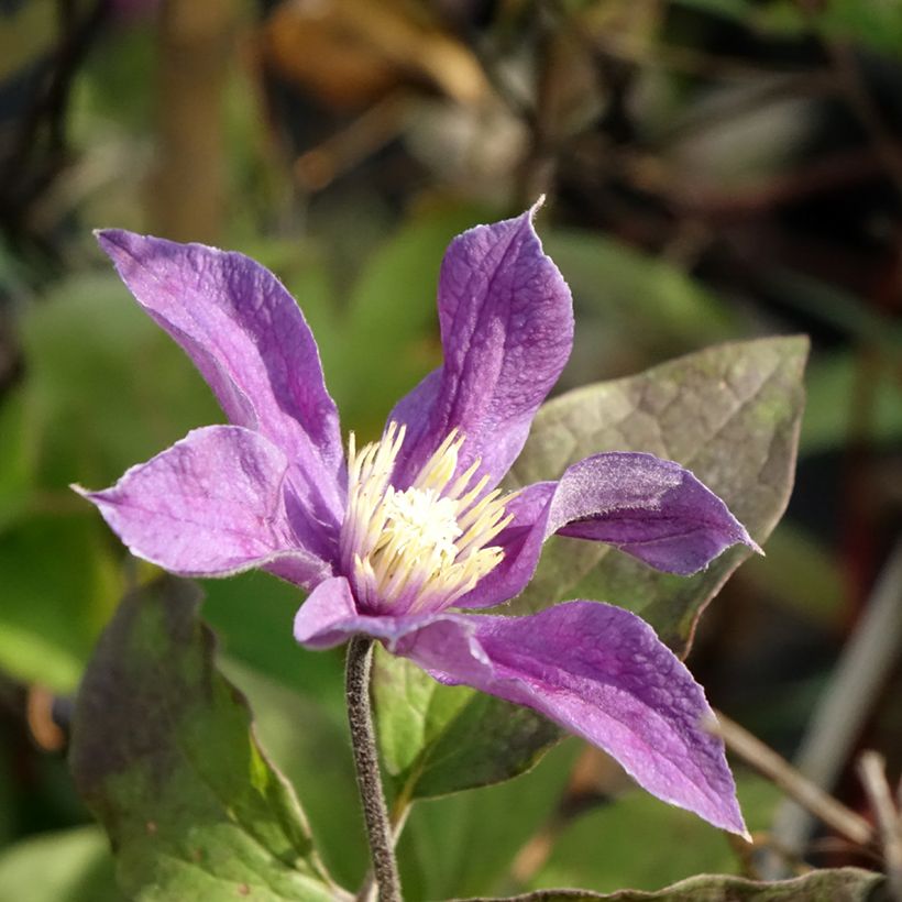 Clématite - Clematis Arabella (Floraison)