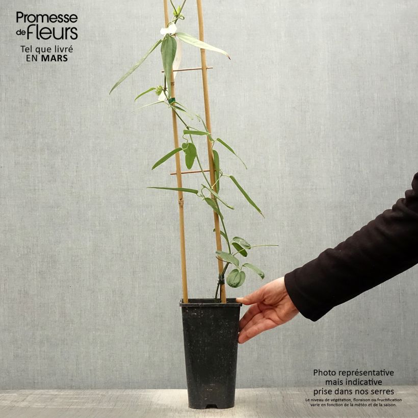 Example of Clématite - Clematis armandii Hendersonii Rubra Pot de 2L/3L as you get in printemps