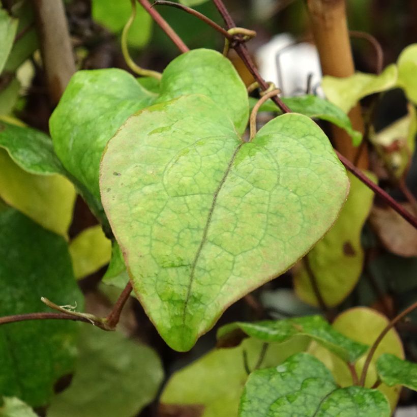Clématite - Clematis Asao (Foliage)