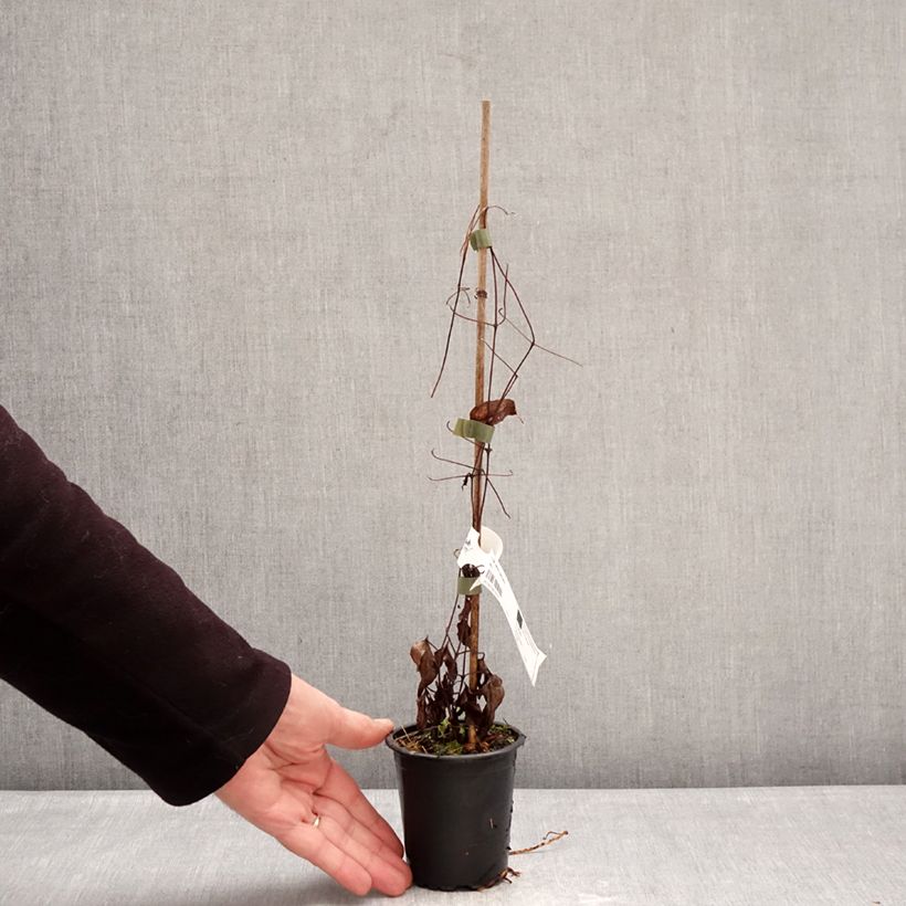 Spécimen de Clématite - Clematis Barbara Harrington Godet de 8/9 cm tel que livré en hiver