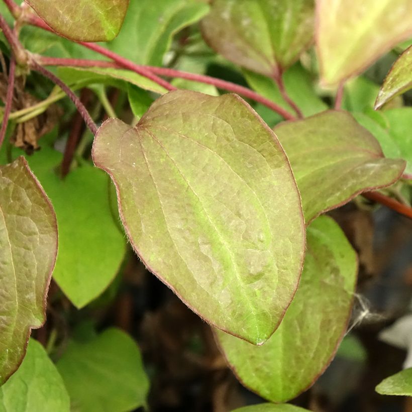Clématite - Clematis Beauty Of Worcester (Foliage)