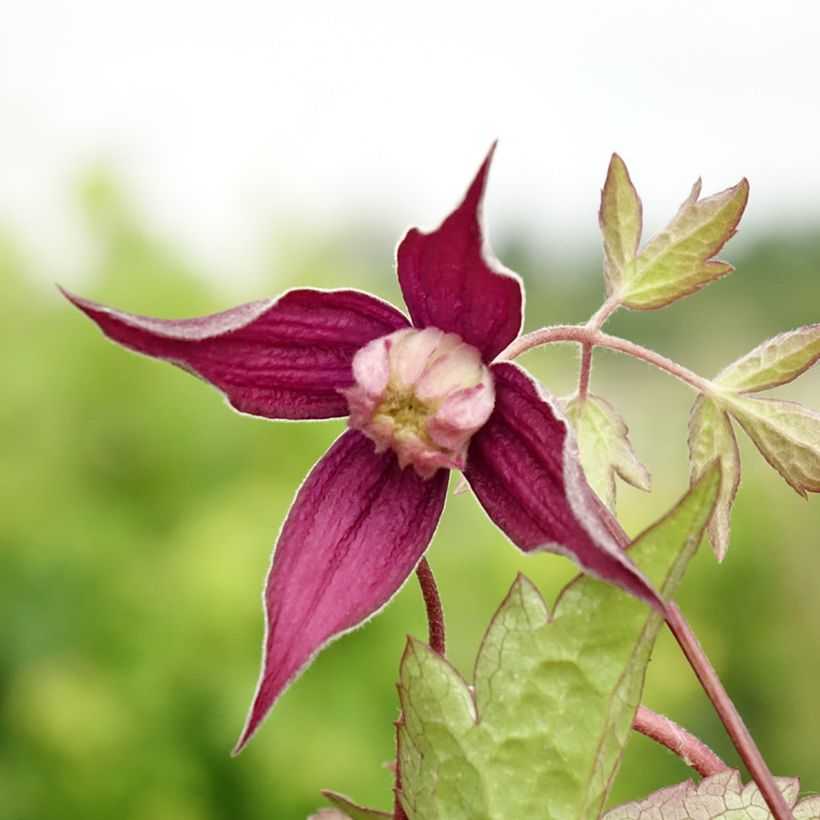 Clématite - Clematis Brunette (Flowering)