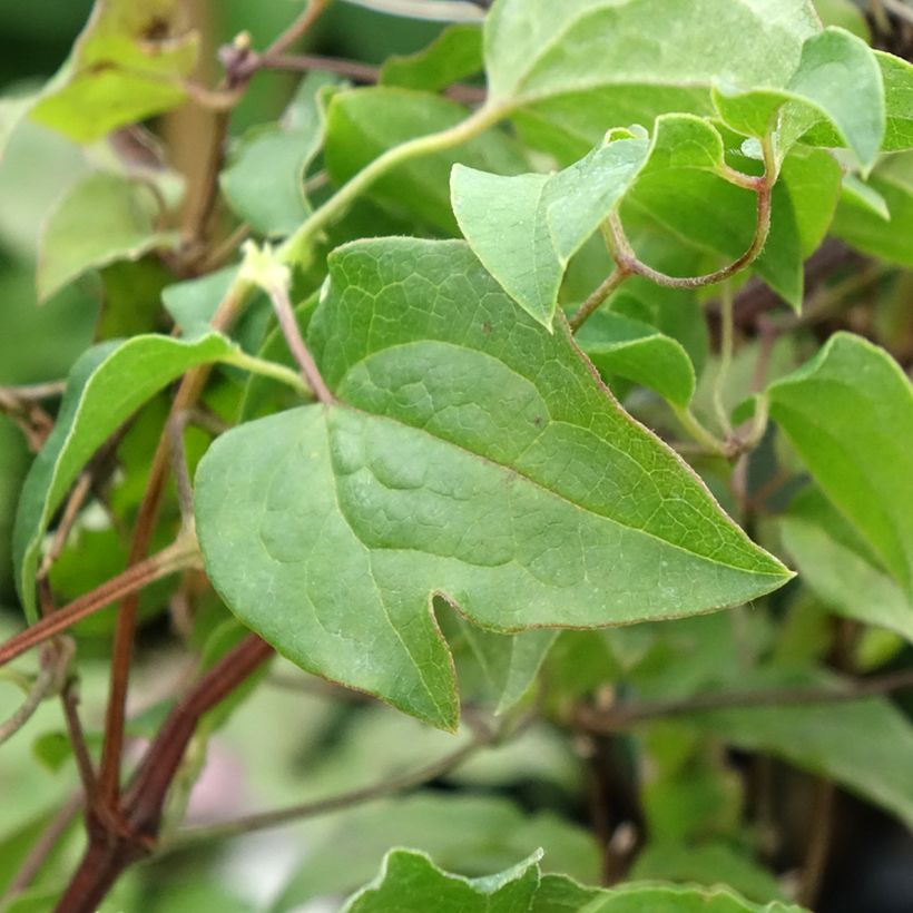 Clématite - Clematis Caroline (Foliage)