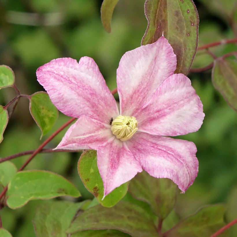 Clématite - Clematis Caroline (Flowering)