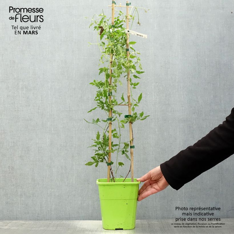 Example of Clématite - Clematis cirrhosa Winter Parasol Pot de 2L/3L as you get in printemps