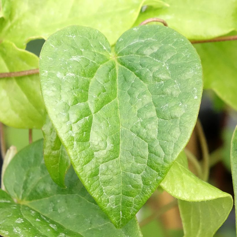 Clématite - Clematis Couronne Royale (= Haku Ookan) (Foliage)
