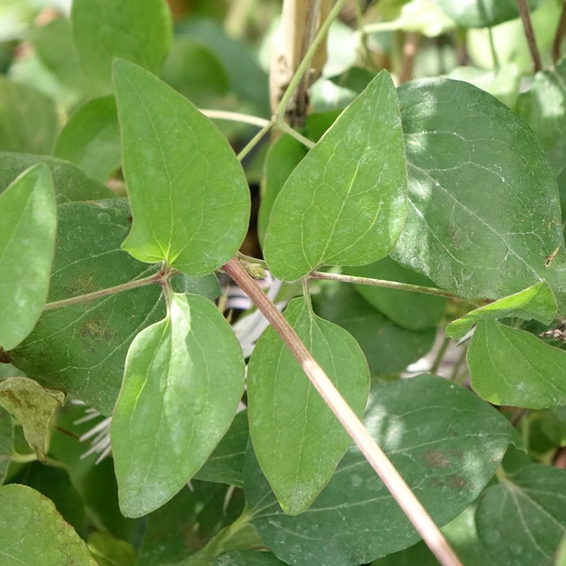 Clématite - Clematis Crystal Fountain (Foliage)