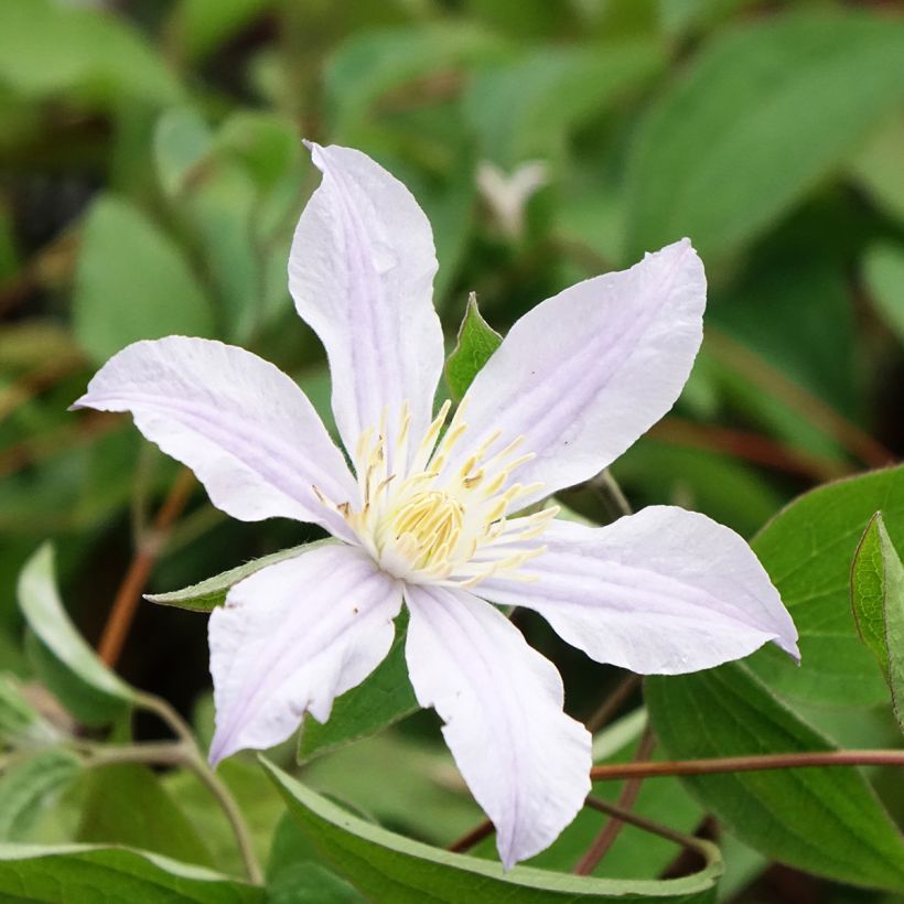Clématite - Clematis diversifolia River Star (Flowering)