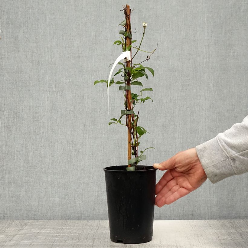 Example of Clématite - Clematis diversifolia Stella Bella Pot de 1,5L/2L as you get in printemps