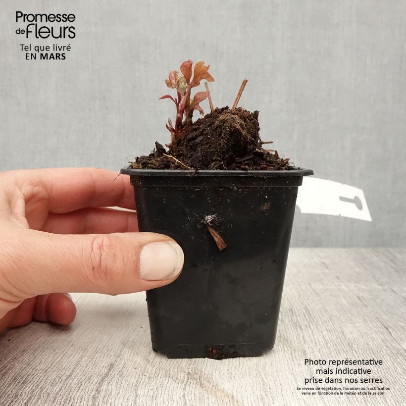 Example of Clématite - Clematis Duchesse d'Edimbourg Godet de 8/9 cm as you get in printemps