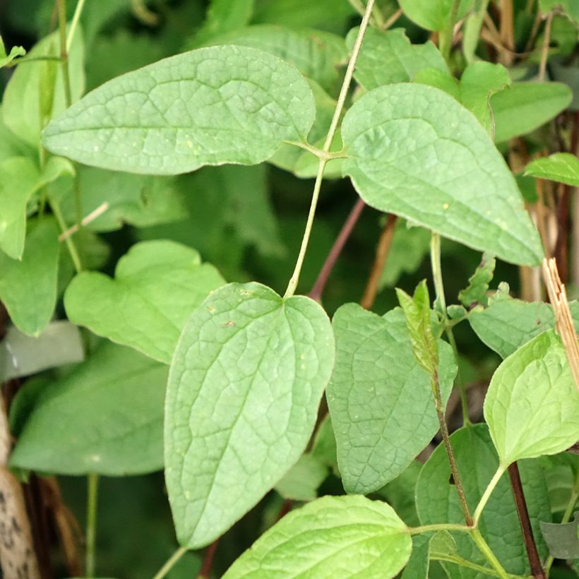 Clématite - Clematis Eriostemon (Foliage)