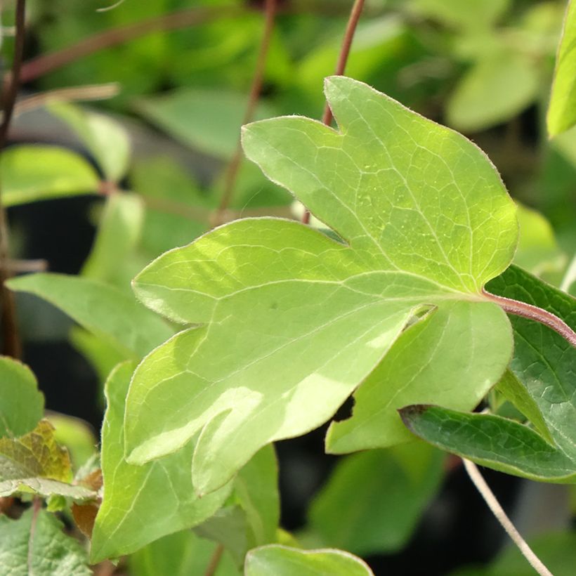 Clématite - Clematis Ernest Marckham (Foliage)
