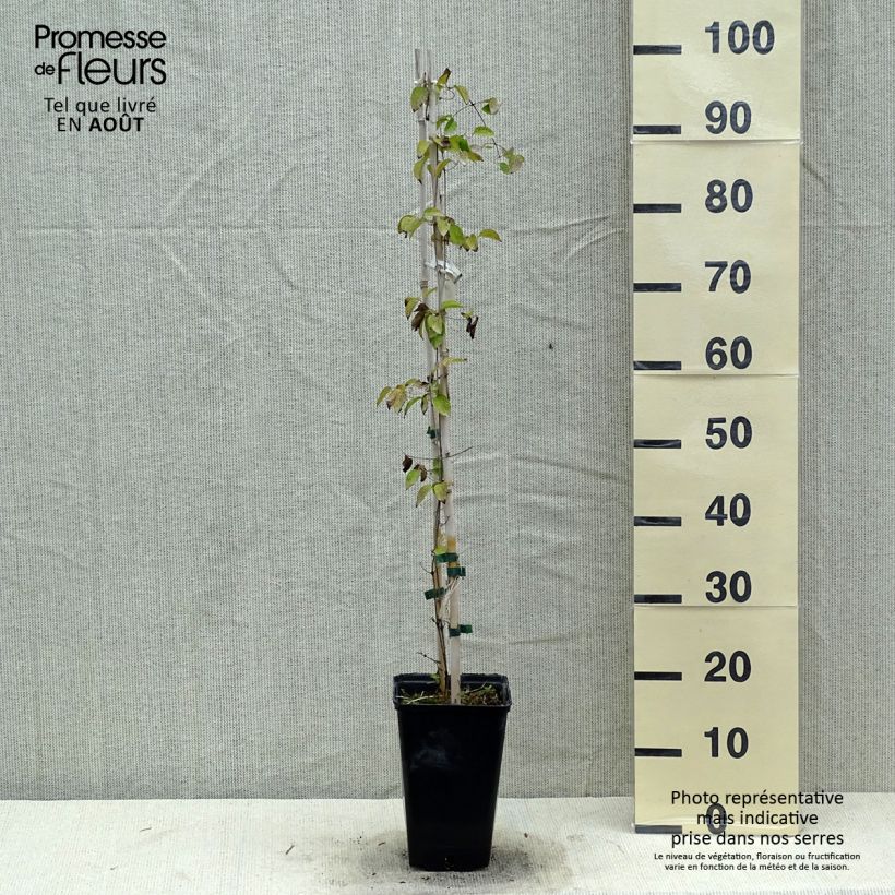Spécimen de Clématite - Clematis Etoile Nacrée Pot de 2L/3L tel que livré en été