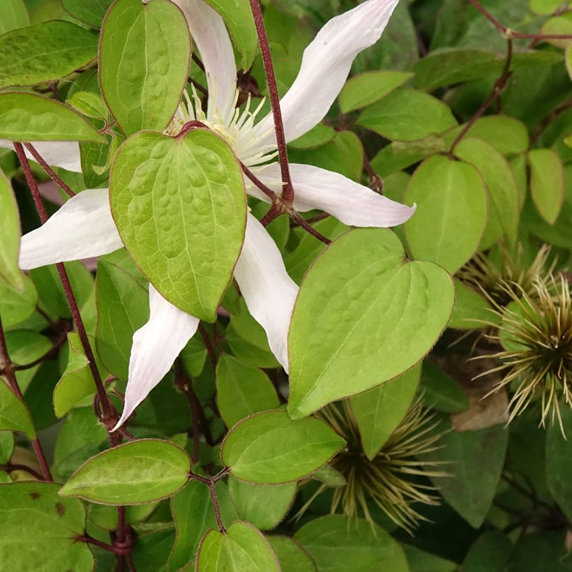 Clématite - Clematis Etoile Nacrée (Foliage)