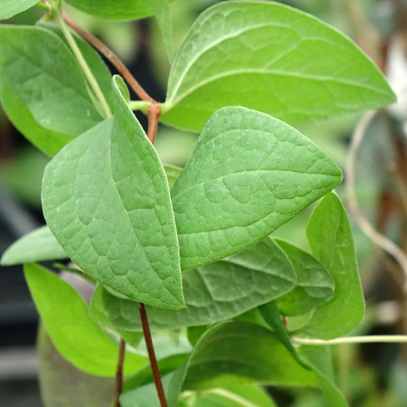 Clématite - Clematis Fascination (Foliage)