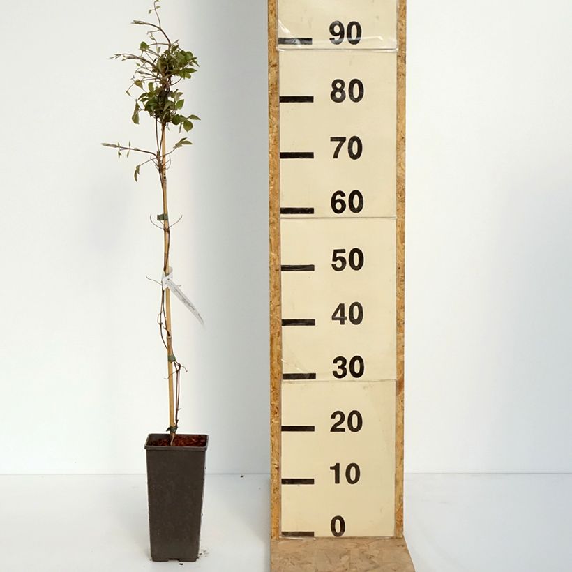 Example of Clématite - Clematis First Love Pot de 2L/3L as you get in printemps