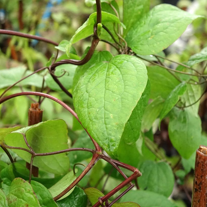 Clématite - Clematis fusca (Foliage)