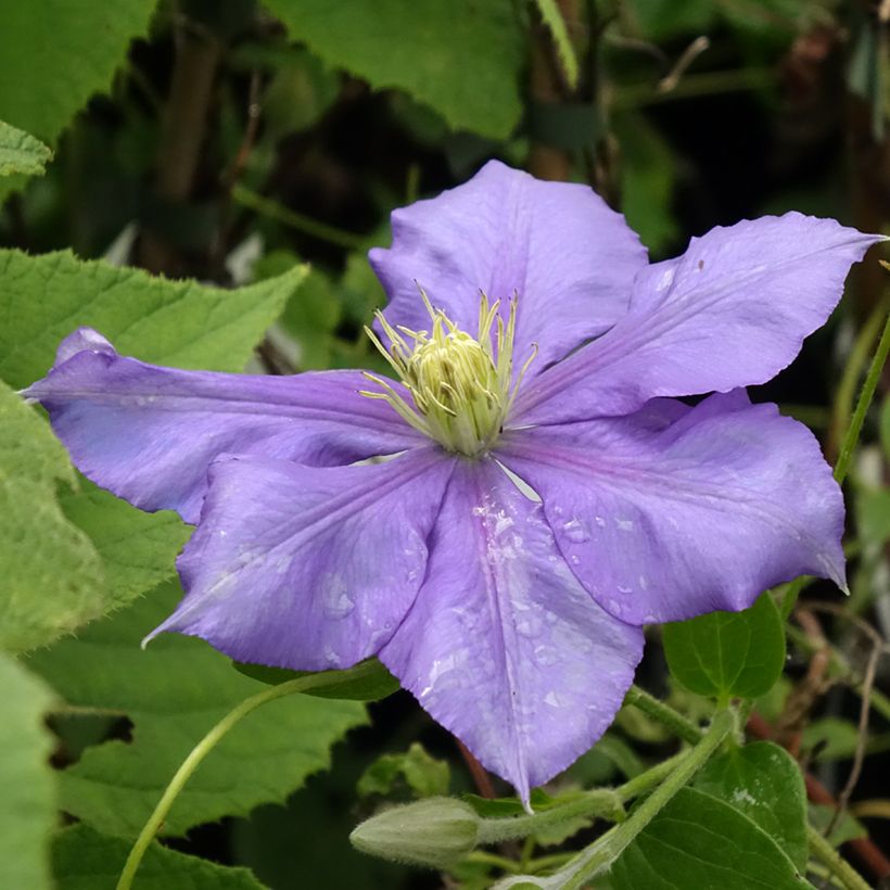 Clématite - Clematis Général Sikorski (Flowering)