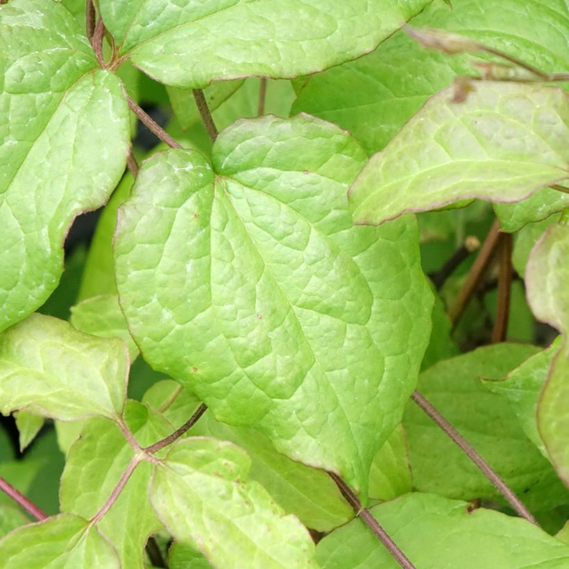 Clématite - Clematis Gipsy Queen (Foliage)