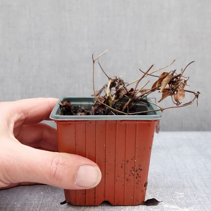 Example of Clématite - Clematis Guernsey Flute Godet de 8/9 cm as you get in hiver