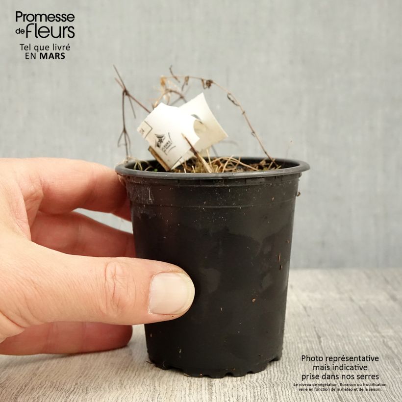 Example of Clématite - Clematis Hagley hybride Godet de 8/9 cm as you get in printemps