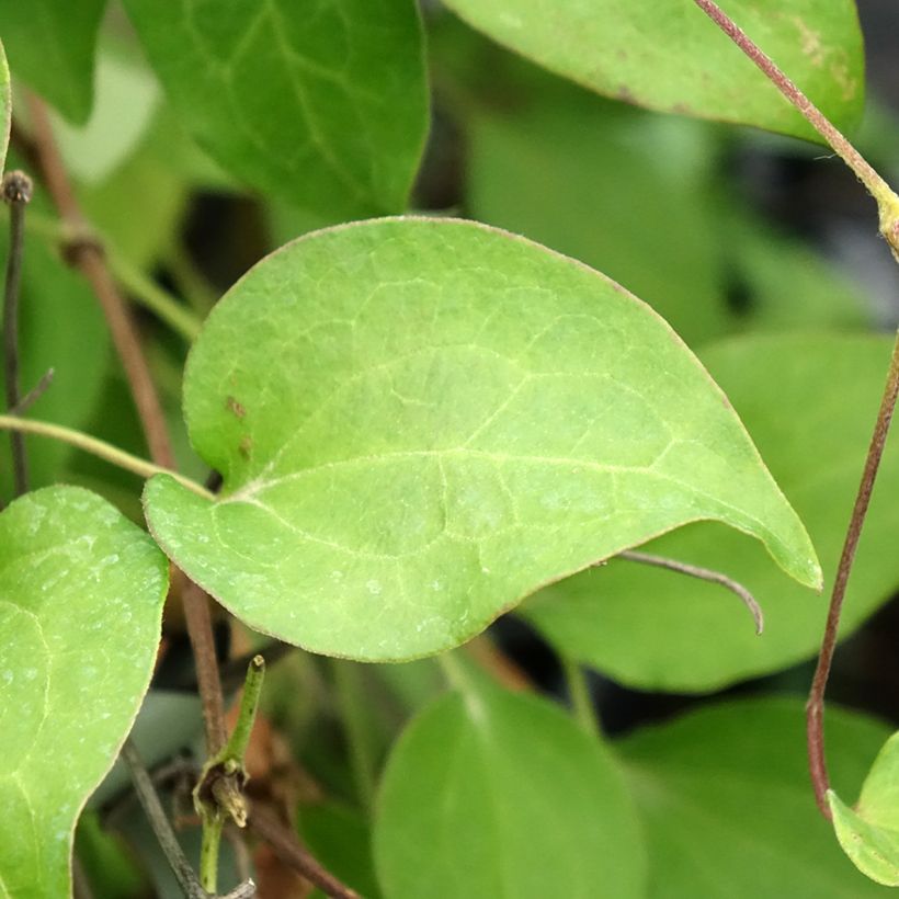 Clématite - Clematis Hania (Foliage)