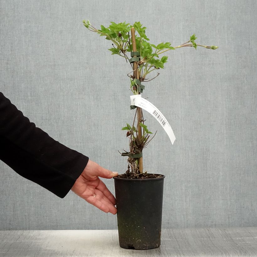 Example of Clématite - Clematis I am Red Robin Pot de 2L/3L as you get in printemps