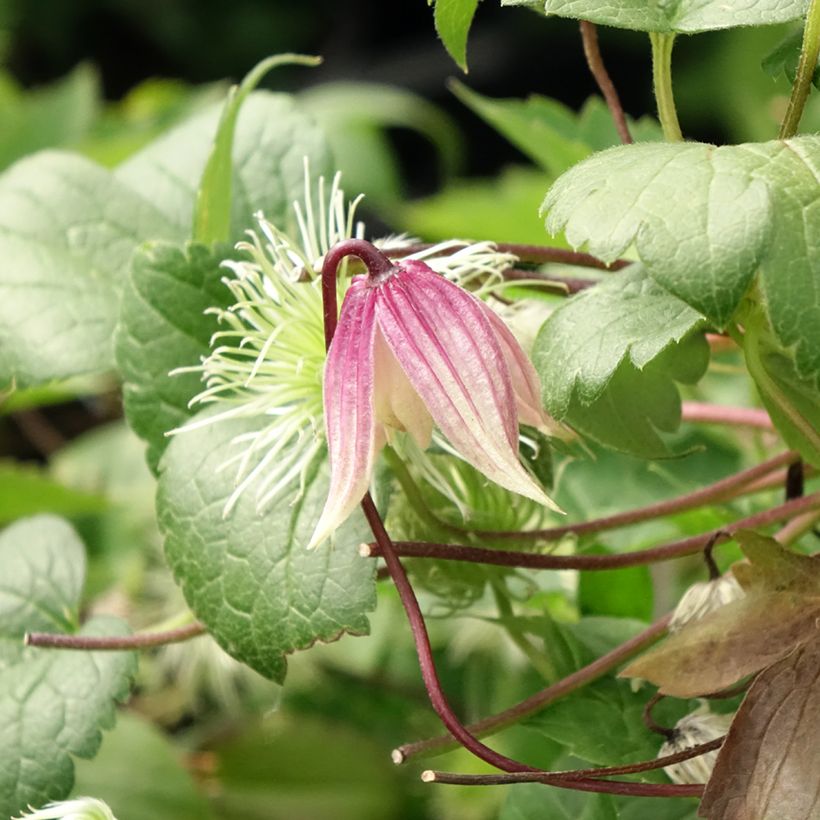 Clématite - Clematis I am Red Robin (Flowering)