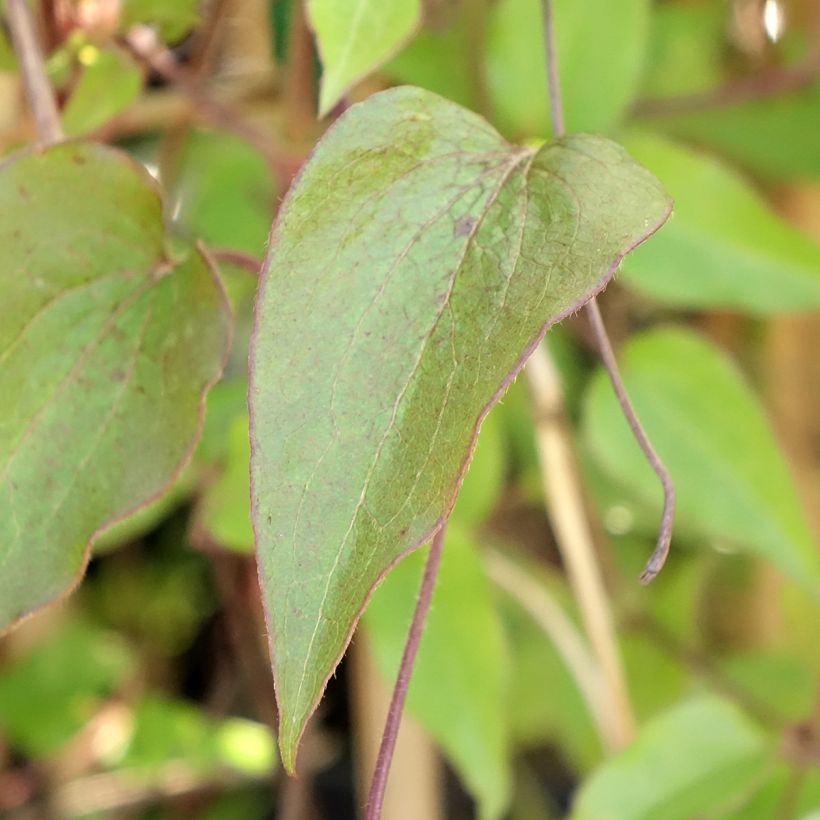 Clématite - Clematis Ice Crystal (Feuillage)