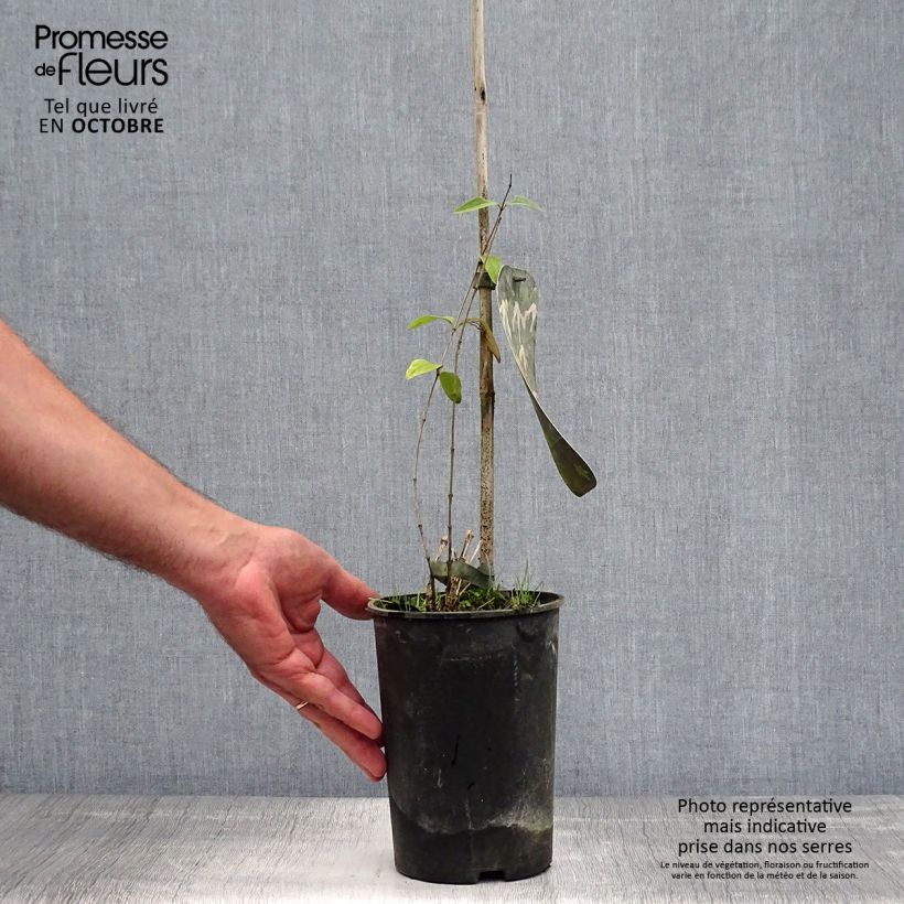 Spécimen de Clématite - Clematis integrifolia Alba Pot de 2L/3L tel que livré en automne