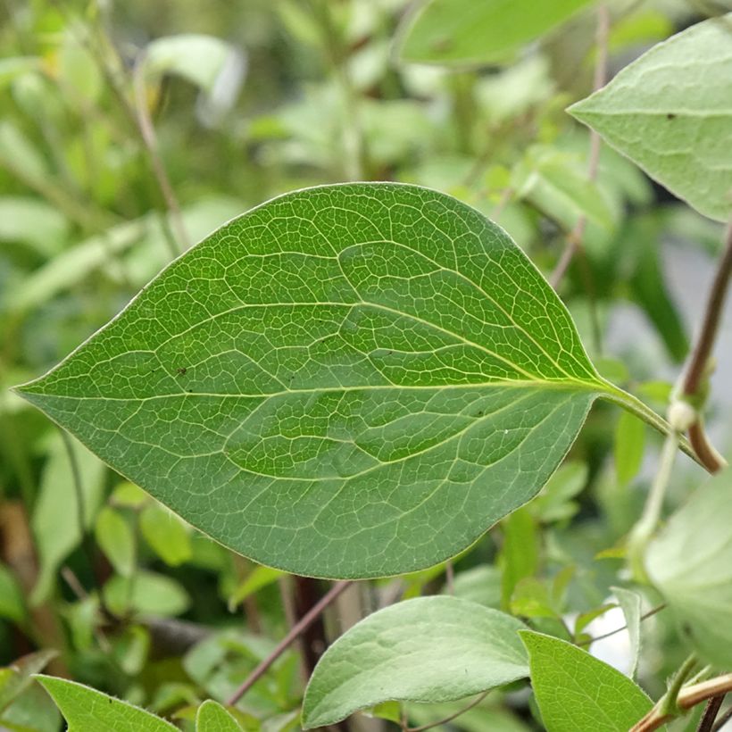 Clématite - Clematis integrifolia Blue River (Foliage)