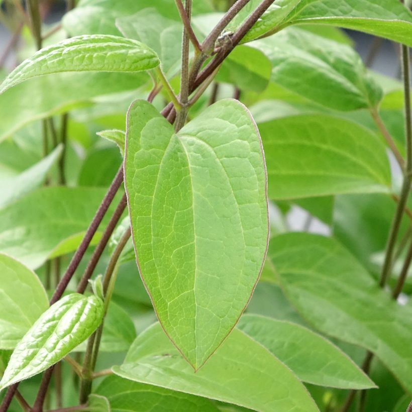 Clématite - Clematis integrifolia Durandii (Foliage)