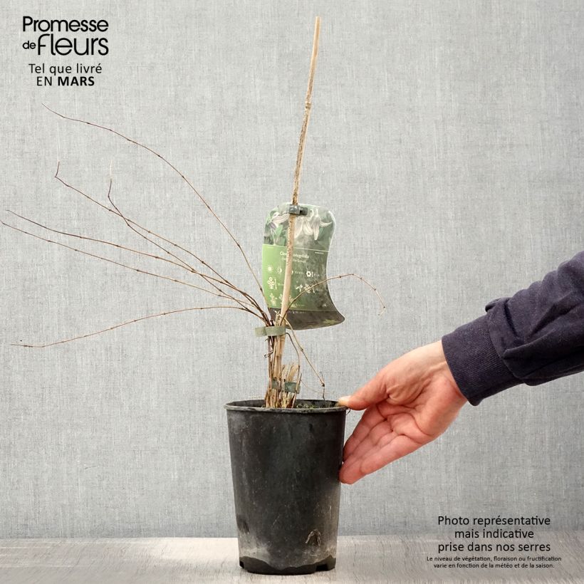 Example of Clématite - Clematis integrifolia Pot de 2L/3L as you get in printemps