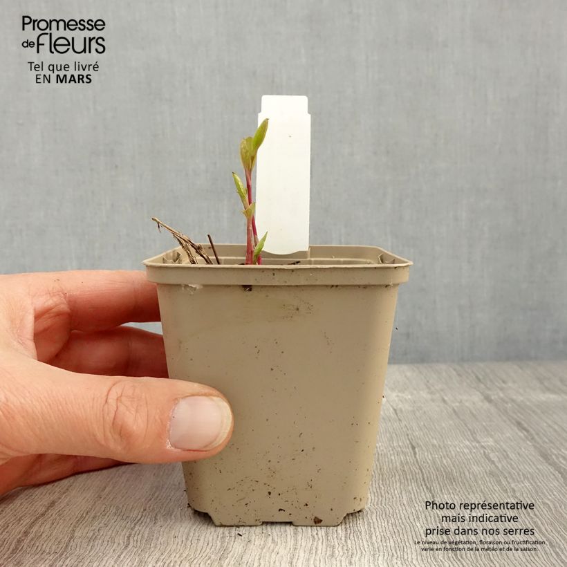 Example of Clématite - Clematis integrifolia Godet de 8/9 cm as you get in printemps