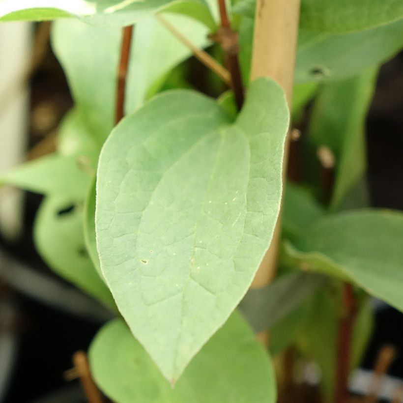Clématite - Clematis integrifolia Hakuree (Foliage)