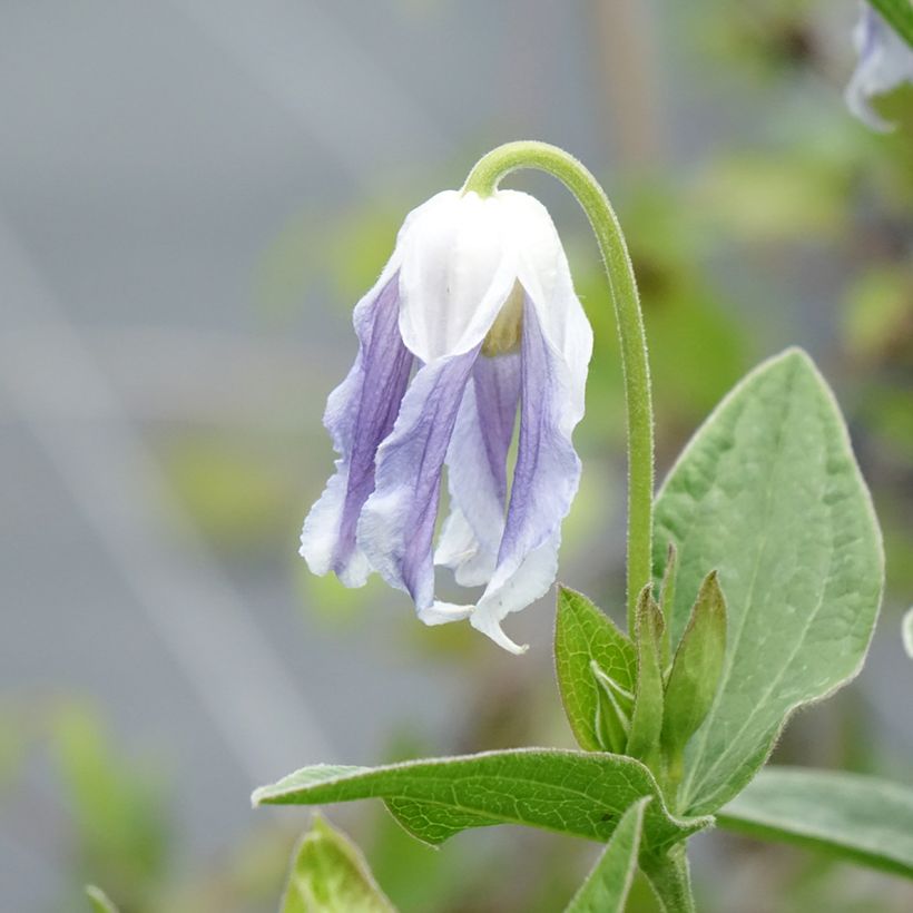 Clématite - Clematis integrifolia Hakuree (Flowering)