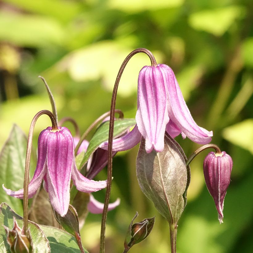 Clématite - Clematis integrifolia Rosea (Floraison)