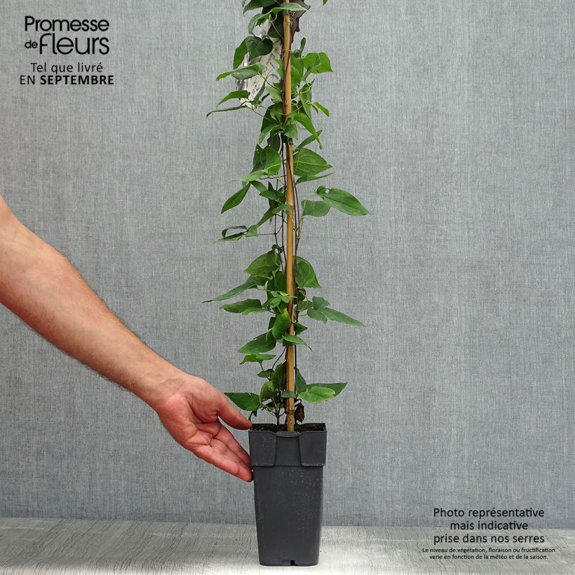 Spécimen de Clématite - Clematis jackmanii Alba Pot de 2L/3L tel que livré en été