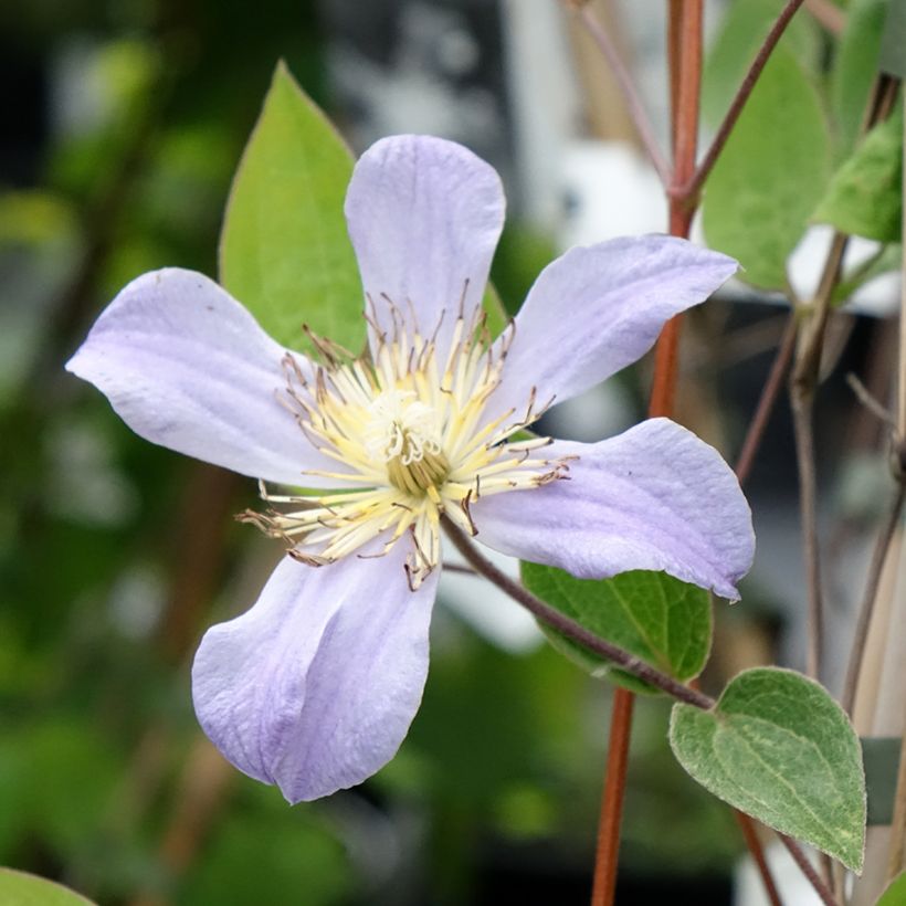 Clématite - Clematis Juuli (Flowering)