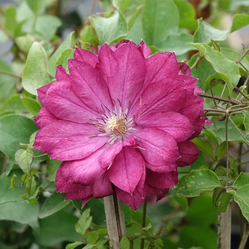 Clématite - Clematis Kaen (Flowering)