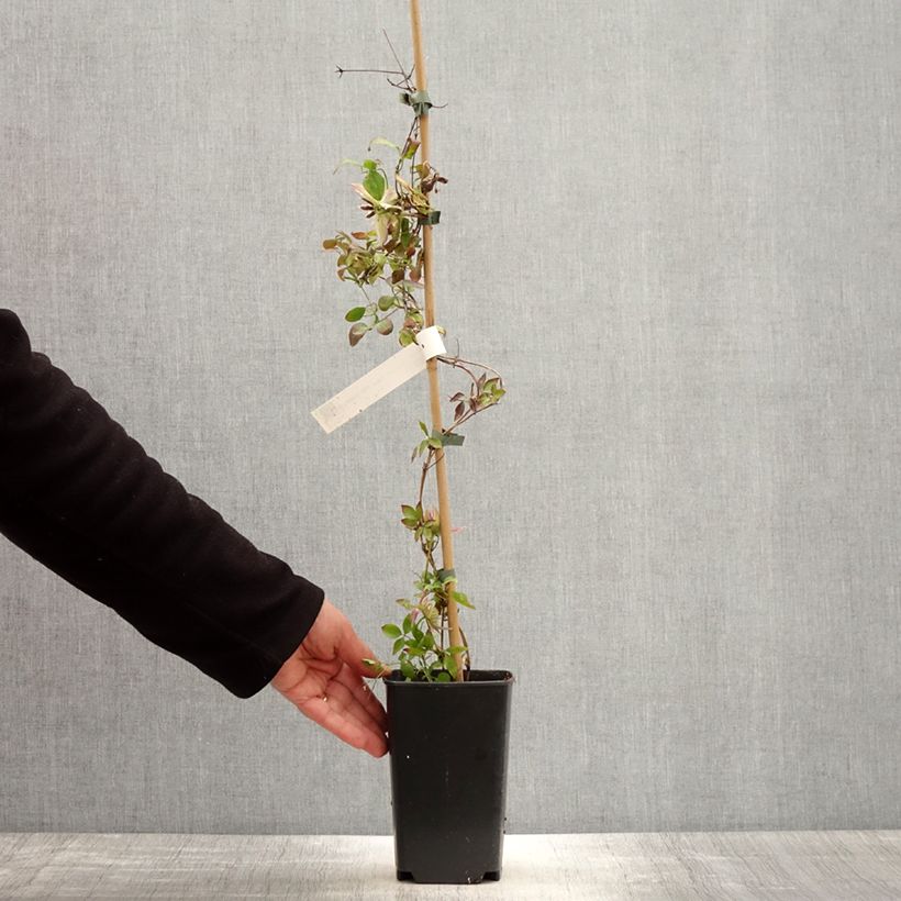 Example of Clématite - Clematis Kaiser  Pot de 2L/3L as you get in printemps