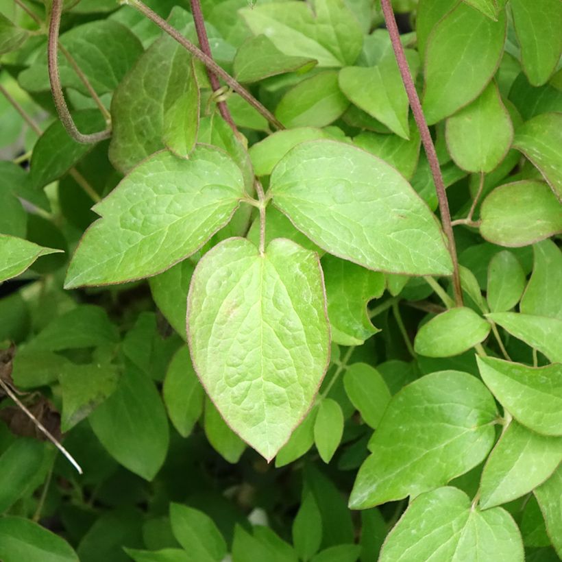 Clématite - Clematis Kiri Te Kanawa (Foliage)